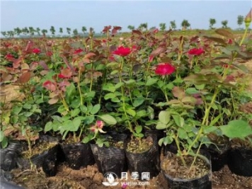 春季盆栽月季葉片全部黃化掉光，怎么拯救？