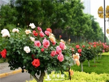 月季樹(shù)多少錢(qián)一棵？2021年Q1南陽(yáng)樹(shù)狀月季價(jià)格
