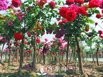新品“月季樹(shù)”為北京市花添色彩，居然引種自南陽(yáng)內鄉