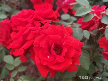 花中皇后月季，文化韻味長(cháng)存