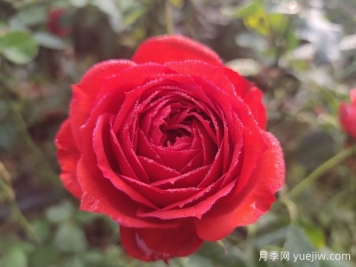 月季的特性、品系、價(jià)值、花語(yǔ)