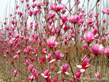 14個(gè)春天開(kāi)花的植物，觀(guān)賞花木別錯過(guò)這個(gè)機遇