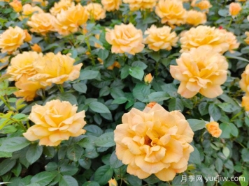 豐花月季開(kāi)花機器，稱(chēng)霸園林綠化