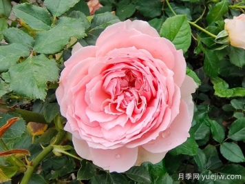非常值得養的6種月季花，花美抗病四季開(kāi)花