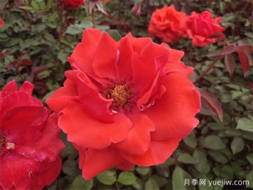 月季之韻，邂逅世間絕美的花中皇后