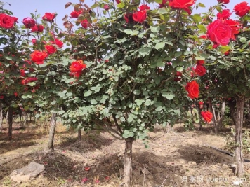 地栽月季施什么肥料最好？
