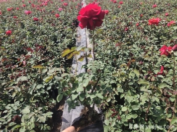 種植月季為什么要施肥？