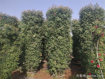 3米高月季花柱美化湖南景區