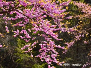 南陽(yáng)賞花季來(lái)啦，2024年春季觀(guān)賞指南