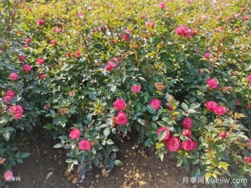 怎樣才能讓月季開(kāi)更多的花嗎？花芽分化后怎么施肥？