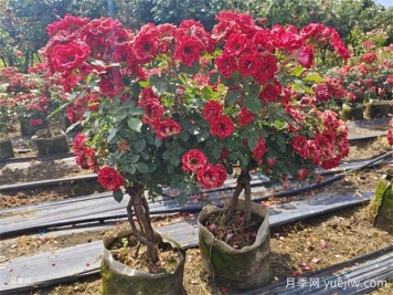 花友養護月季要重視的這問(wèn)題