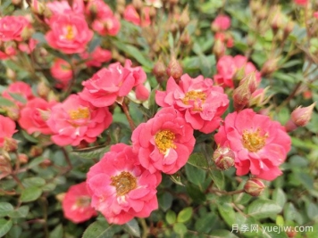 建個(gè)月季小花園，種盆栽月季，品茶賞花