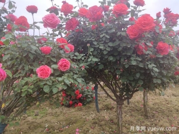 喬木、灌木、藤本植物養護技術(shù)規范