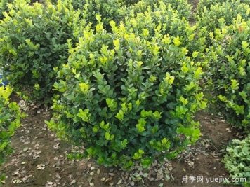 苗木九大傷根難題，你了解幾個(gè)？
