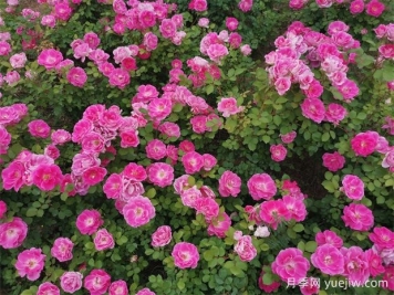 豐花月季和切花月季有什么區別？ 
