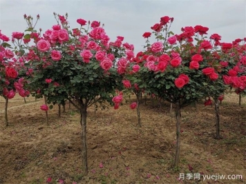 樹(shù)狀月季適合放在哪些場(chǎng)景中？