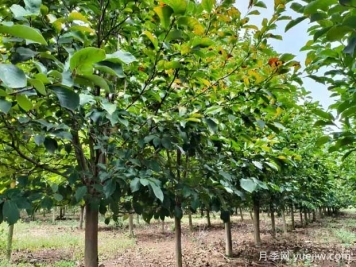 四月份園林植物養護技術(shù)要點(diǎn)