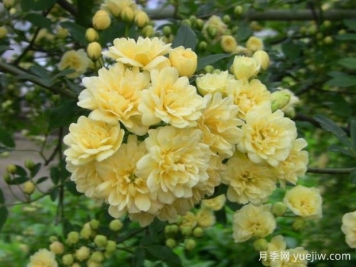木香花品種有哪些？產(chǎn)地分布在哪？