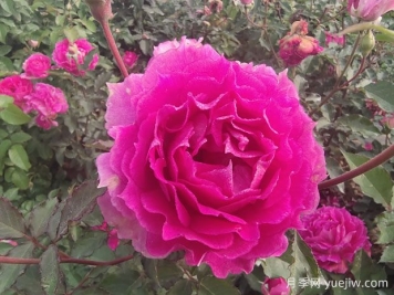 天方夜譚月季，讓陽(yáng)臺芬芳四溢