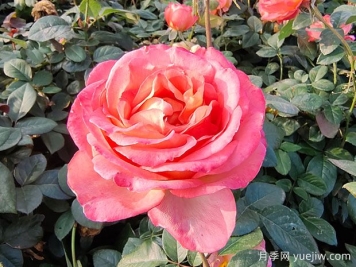 月季花與生活：色彩盛宴，點(diǎn)綴生活美好