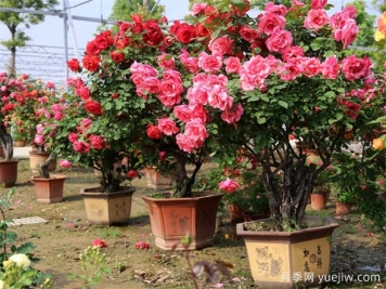 因為這二點(diǎn)，一些花友棄養月季花