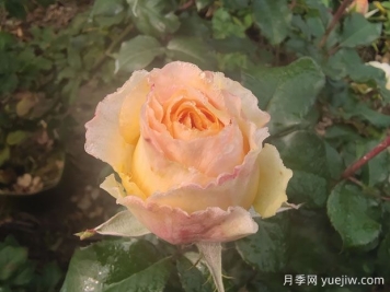 家庭養月季花能放淘米水嗎