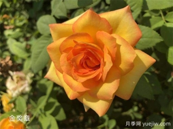 金獎?wù)略录緝?yōu)缺點(diǎn)？適合新手養護嗎？