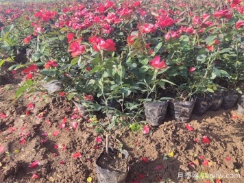 月季花夏天可以放在空調室嗎