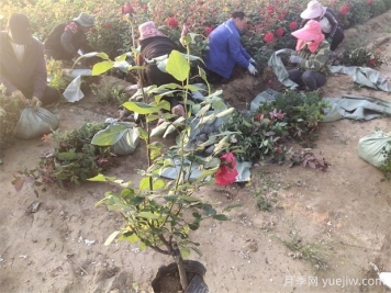 月季根部發(fā)出的芽能開(kāi)花嗎