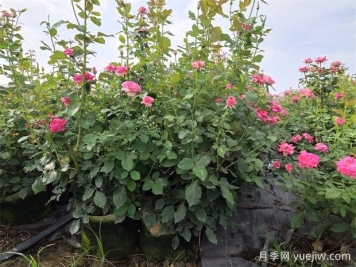 夏天月季光桿沒(méi)有芽點(diǎn)怎么辦