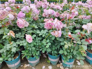 3月底月季花常見(jiàn)問(wèn)題總結與處理方法