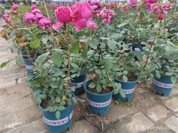 月季花什么原因會(huì )垂頭