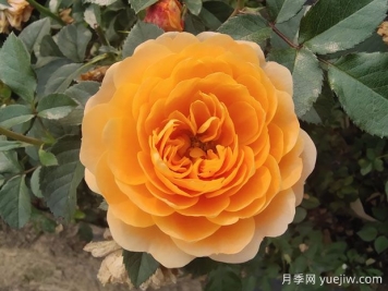 果汁陽(yáng)臺月季，適合新手種植，濃香花多花美