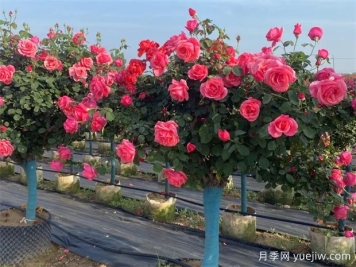 庭院一定要種植兩棵樹(shù)狀月季，花量大韻味十足