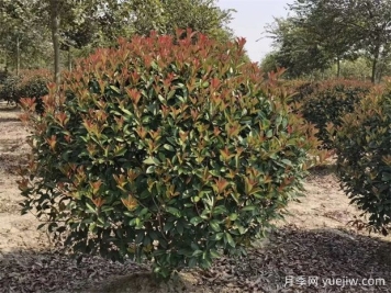 春季苗木這樣修剪長(cháng)勢會(huì )更好