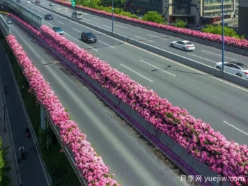 杭州高架月季初開(kāi)，2024年又到走花路時(shí)間