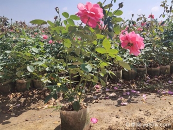 為什么你買(mǎi)回來(lái)的盆栽月季總是養不好？給新手花友的5點(diǎn)建議