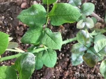 月季得了白粉病，一定要及時(shí)治療，否則沒(méi)花看
