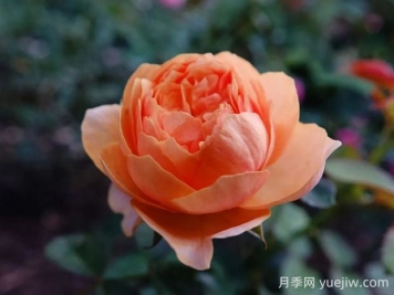 溫柔珊瑚心月季的優(yōu)缺點(diǎn)是什么？