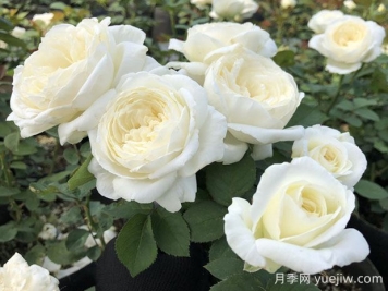 婚禮之路月季的優(yōu)缺點(diǎn)，看看花友怎么說(shuō)