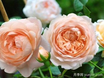 安布里奇月季的優(yōu)缺點(diǎn)是什么？