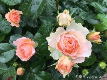 木星王月季的優(yōu)缺點(diǎn)是什么？