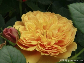 利亞圖圖月季的優(yōu)缺點(diǎn)是什么？