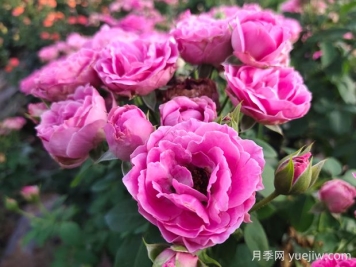 紫霧泡泡月季的優(yōu)缺點(diǎn)是什么？