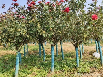 春秋兩季移植月季樹(shù)樁，哪個(gè)成活率更高？