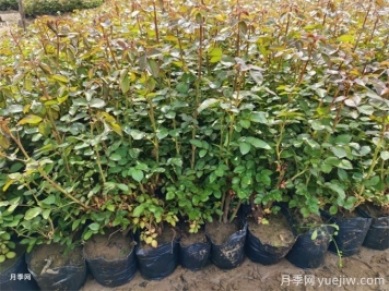 月季修剪過(guò)后馬上施肥，對促發(fā)筍芽很重要