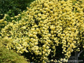 黃刺玫，陽(yáng)光下爆開(kāi)的黃色花瀑