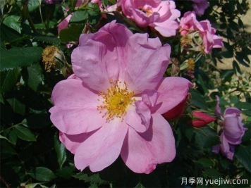 蘋(píng)果杰月季/蘋(píng)果杰克