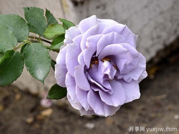 轉藍月季