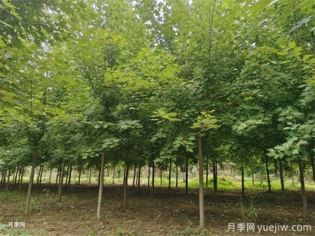 紅楓樹(shù)移栽注意事項，紅楓樹(shù)移最佳時(shí)間